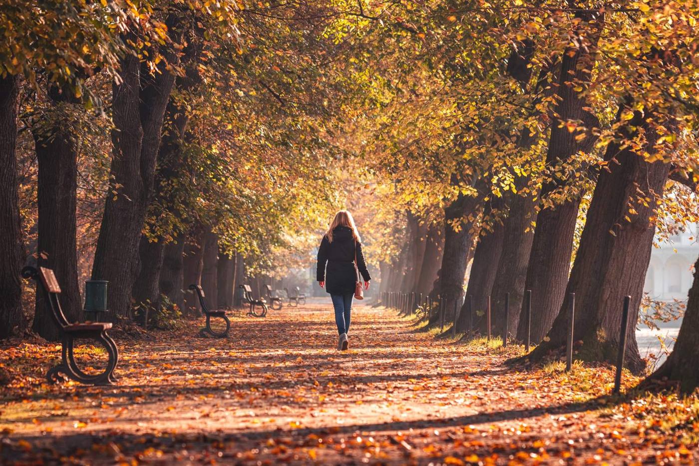 A person walking down a tree-lined autumn path